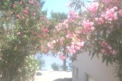 Vacation house Milenka Apartment 2 – apartman foto 3
