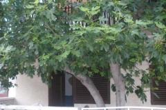 Apartments  Smokva   Room 3 – Maslina foto 5