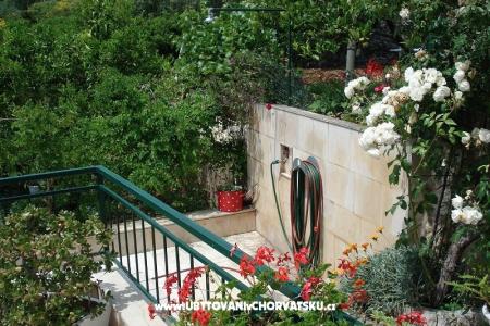 Apartments Ivana  photo 4
