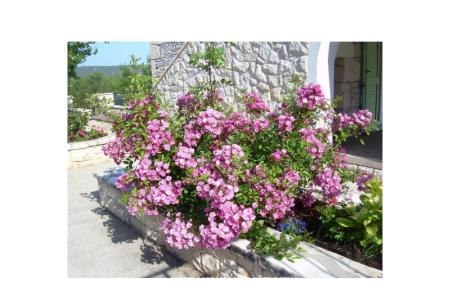Villa Mare photo 4