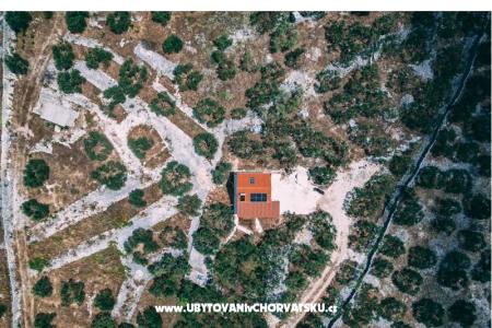 Green House (Dogs are welcome) photo 2