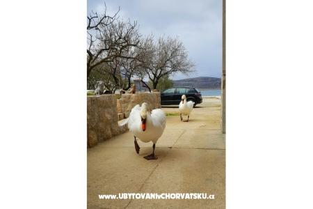 Apartments Tomic photo 4