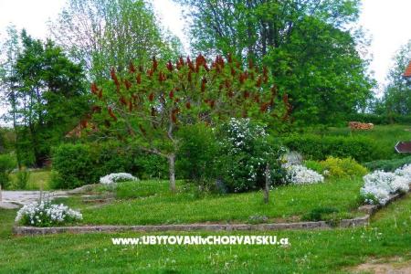 Blazenka Hodak photo 2