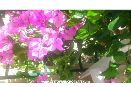 Apartments Antonela photo 2