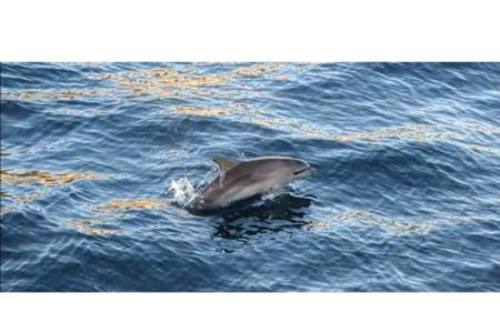 Apartments Marin Pula Croatia