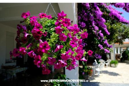 Pension Jeric photo 3