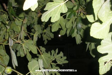 Apartments  Smokva   photo 4