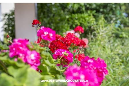 Apartments Ines photo 3