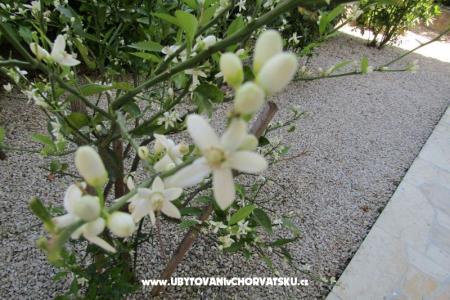 Apartments Kokor photo 5