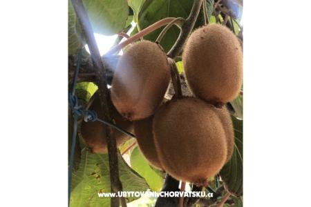 Kiwi House photo 2