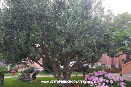 Apartments Riva photo 4