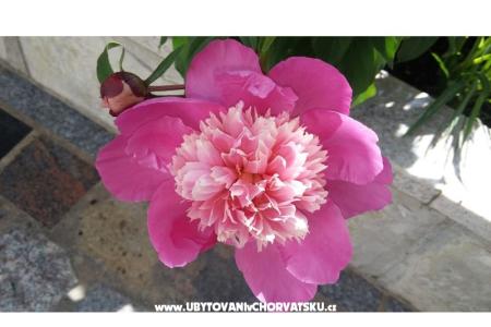 Love Zaostrog photo 5