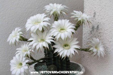 Apartments LM photo 3