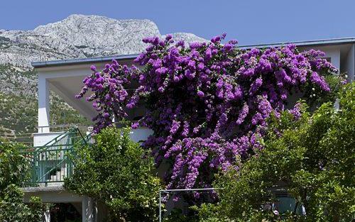 House  Marta – Accommodation Baska Voda Kroatië