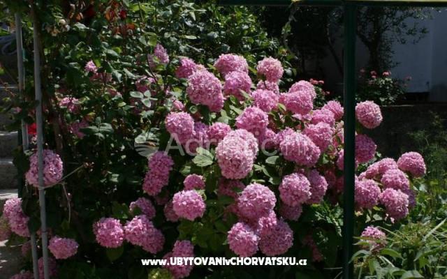 Apartmani Daria – Accommodation Podgora Kroatië