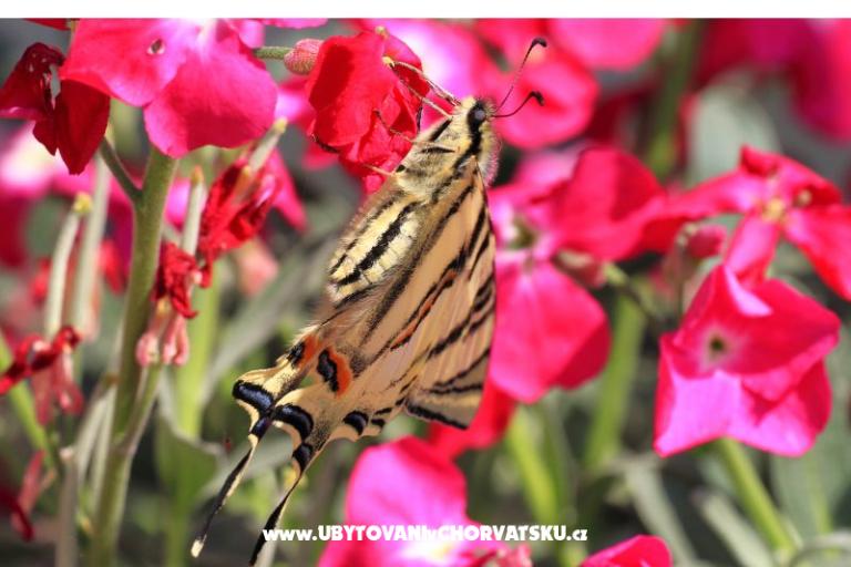 Dragan Apartments – photo 15