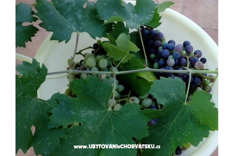 House Ankica – photo 15
