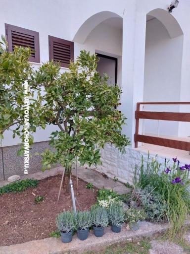 Vacation house - Apartment Milka – photo 14