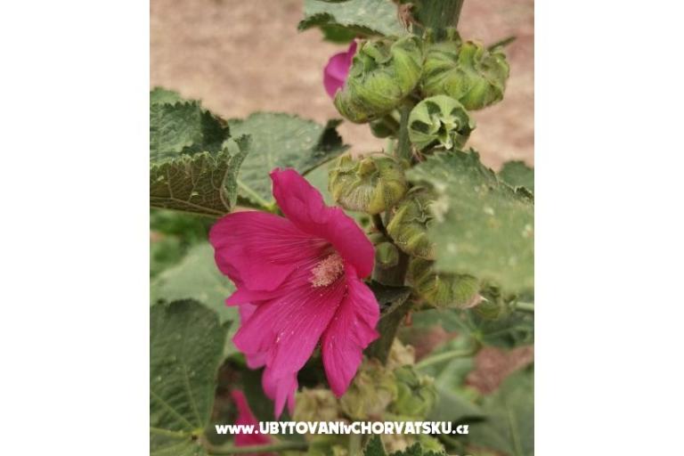 Apartments Andjelka &amp; Jure – photo 10