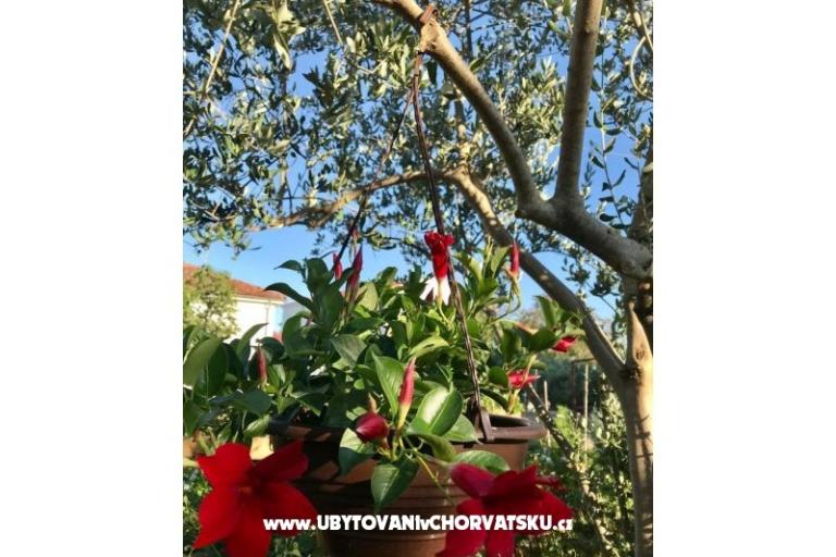 Apartments Andjelka &amp; Jure – photo 15