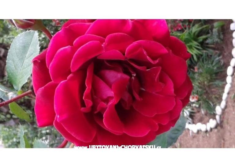 House Gardenia – photo 2