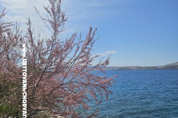 Villa Amfora with Pool - Karlobag – photo 13