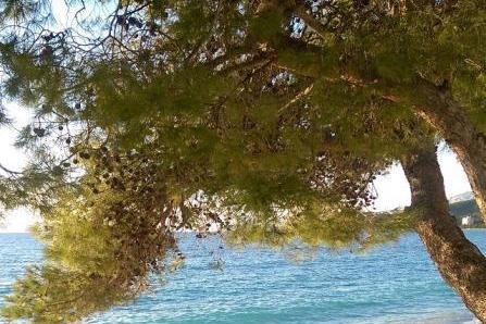 Apartments Barbir – photo 8