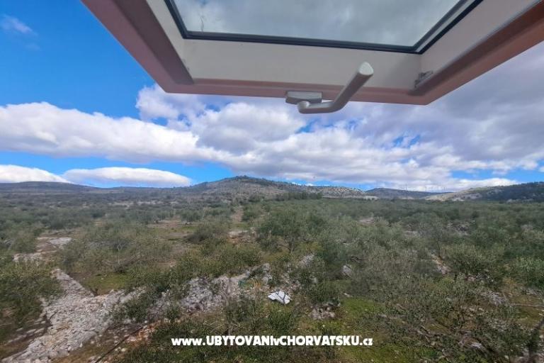 Green House (Dogs are welcome) – photo 7