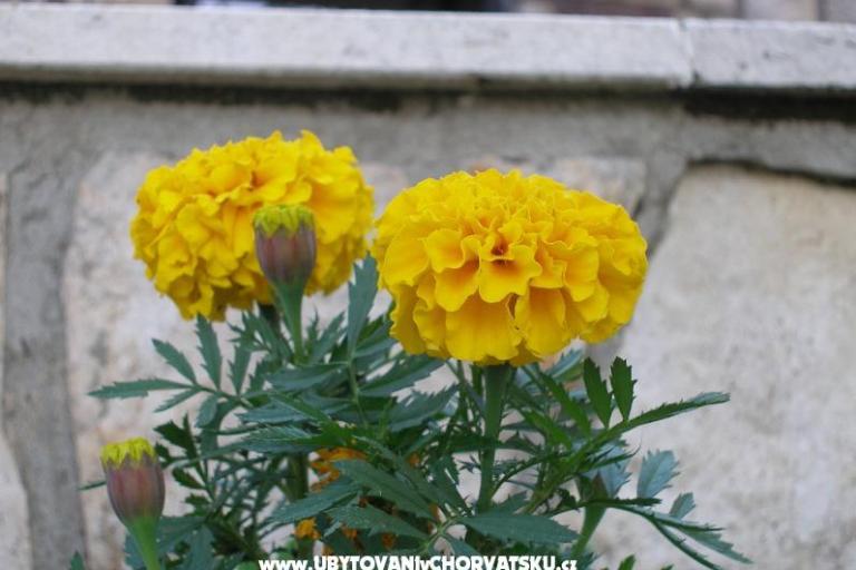 House Obrš *** – photo 17