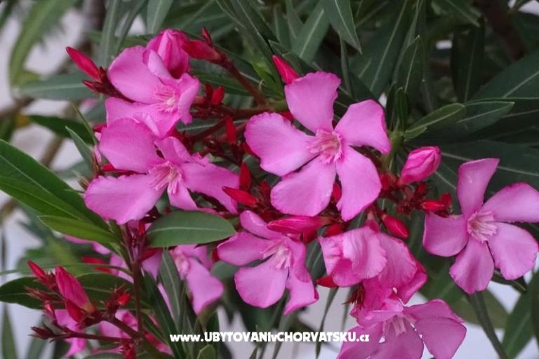 Rose – photo 18