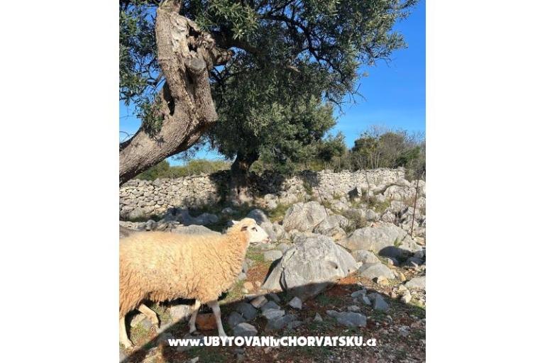 Apartments Šegota – photo 10