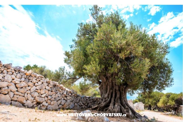 Apartments Šegota – photo 11