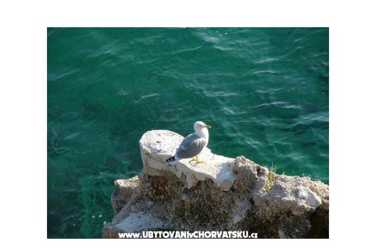 Apartments Nena Pisak – photo 10