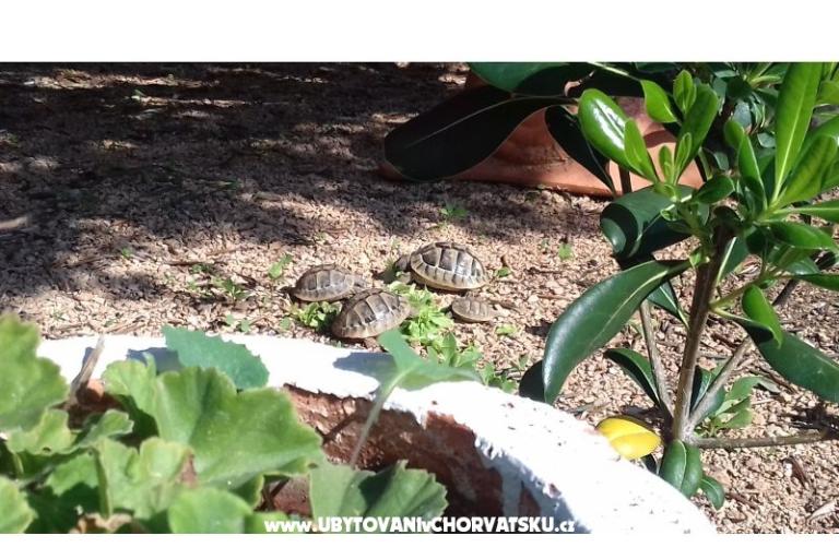 Apartments Ita s bazenom – photo 7