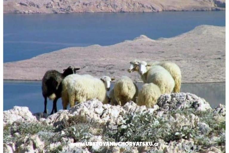 Apartments Lili – photo 44