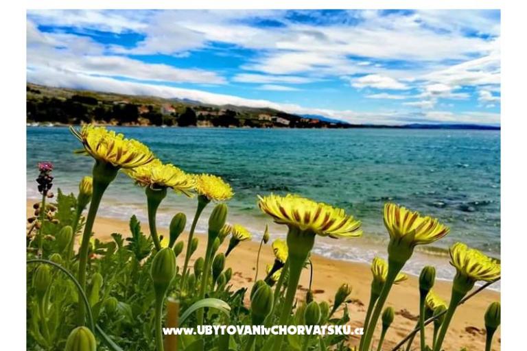 Apartments Marijana Mandre – photo 20