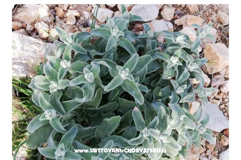 Apartments Marijana Mandre – photo 21