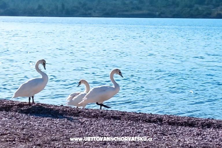 Apartments Anka Šinkić – photo 19