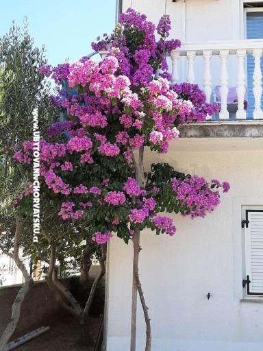 Apartnani Lana Pirovac – photo 2