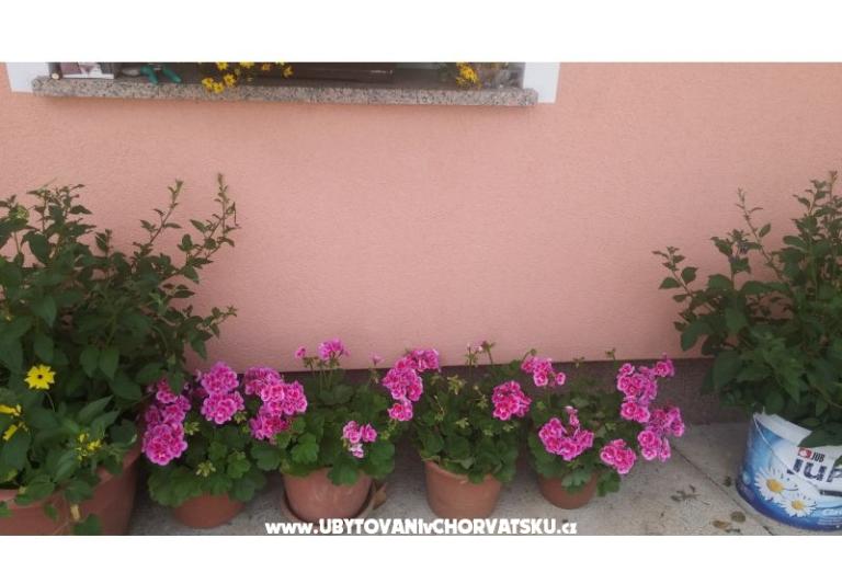 Blazenka Hodak – photo 13