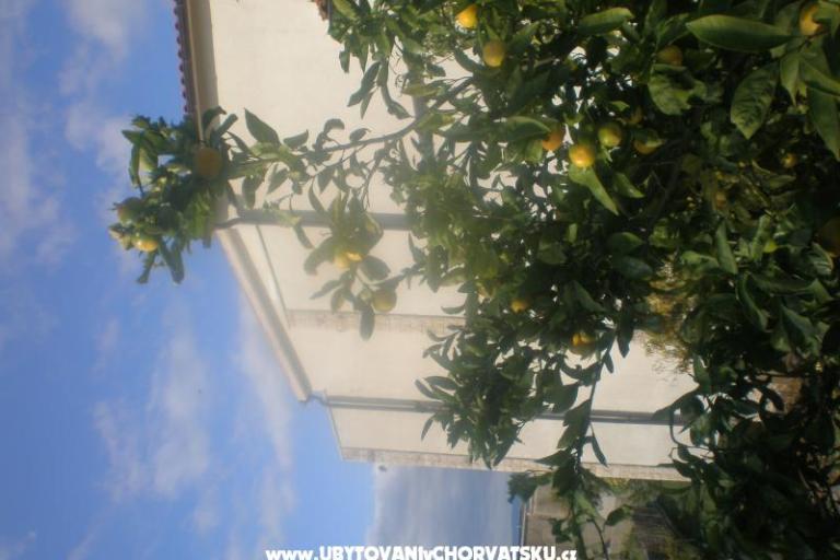 Apartments Mandarić  – photo 15