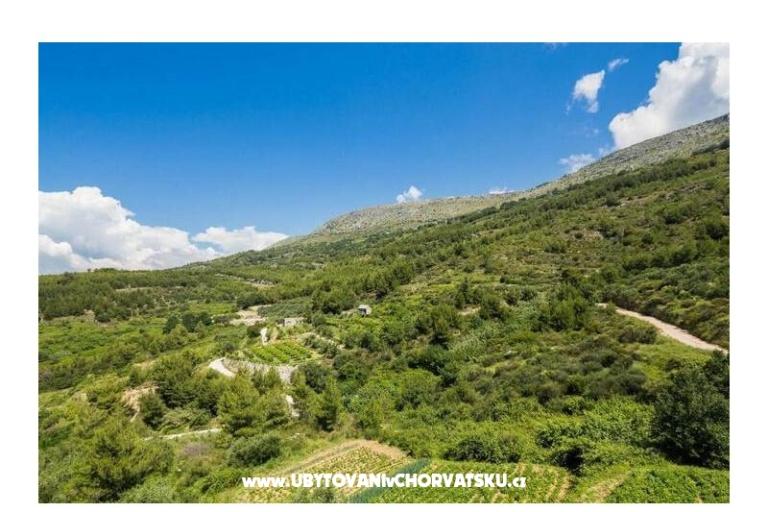 Carso Olea – photo 4