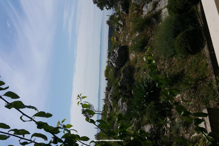 Spartium – photo 8