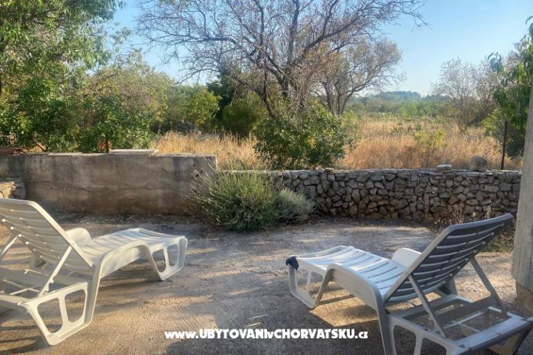Olive grove – photo 6