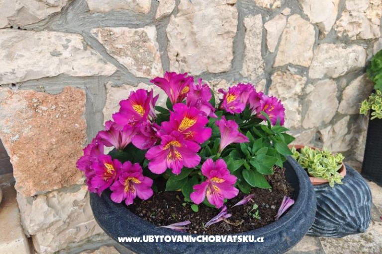 Apartments Liljana Ledinko – photo 30