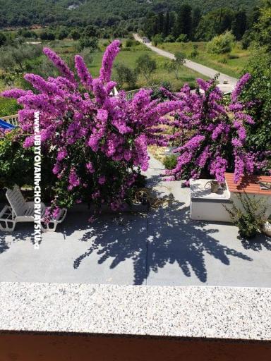 Apartments Lupić – photo 16