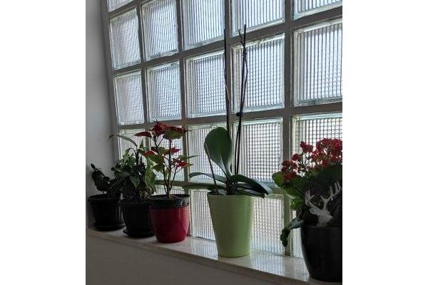 Vila Ruža – photo 12