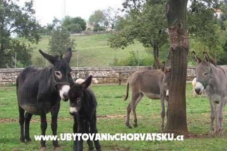 Casa Matiki Žminj – photo 3