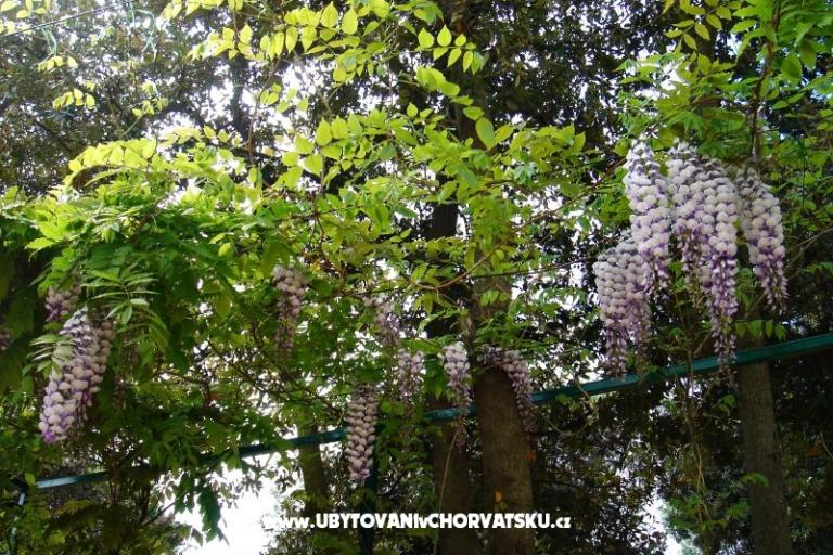 GREEN GARDEN & BUENA VISTA  – photo 12