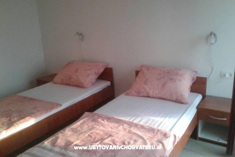 Dalmatian – photo 15